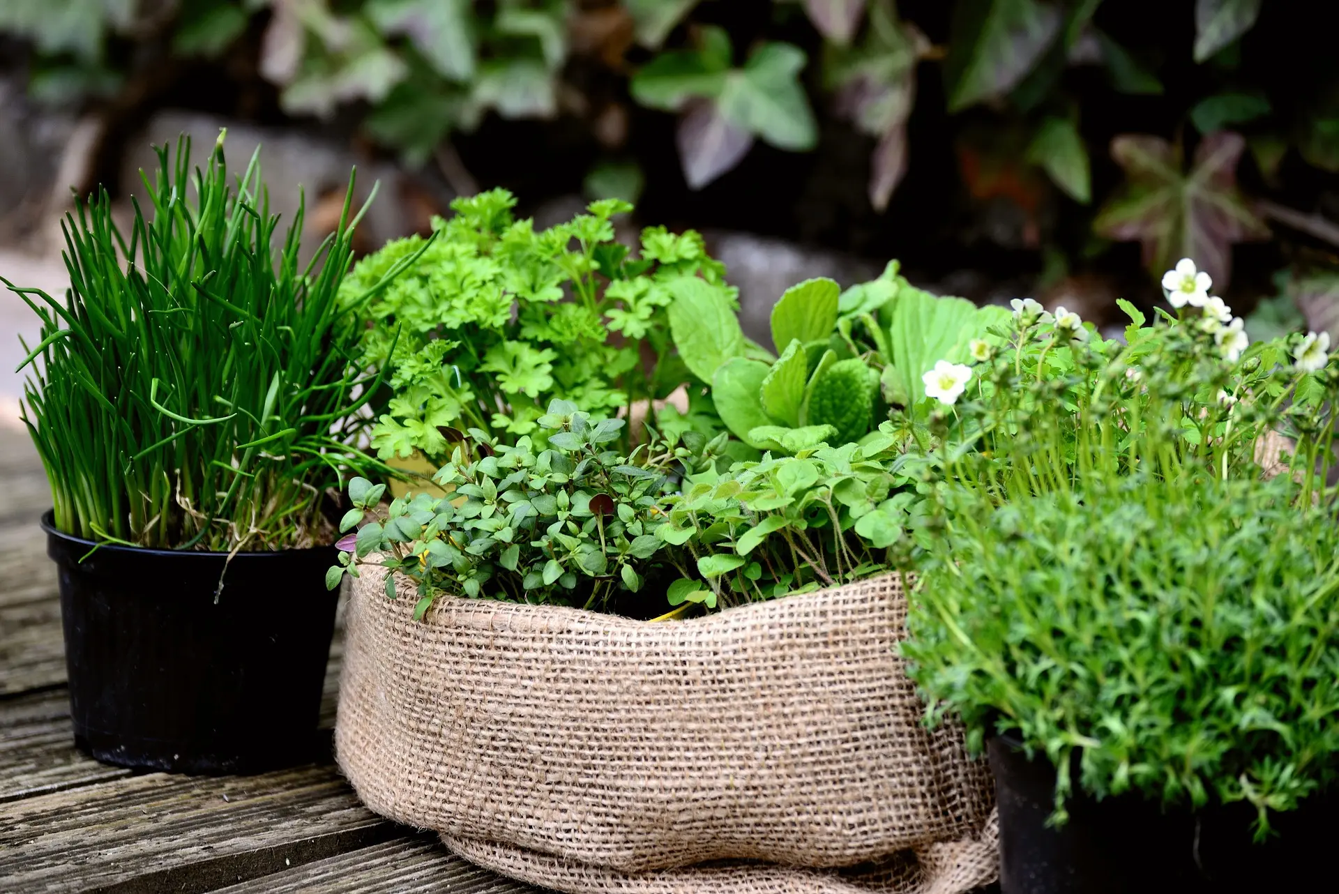 Des herbes aromatiques sur une petite terrasse en bois